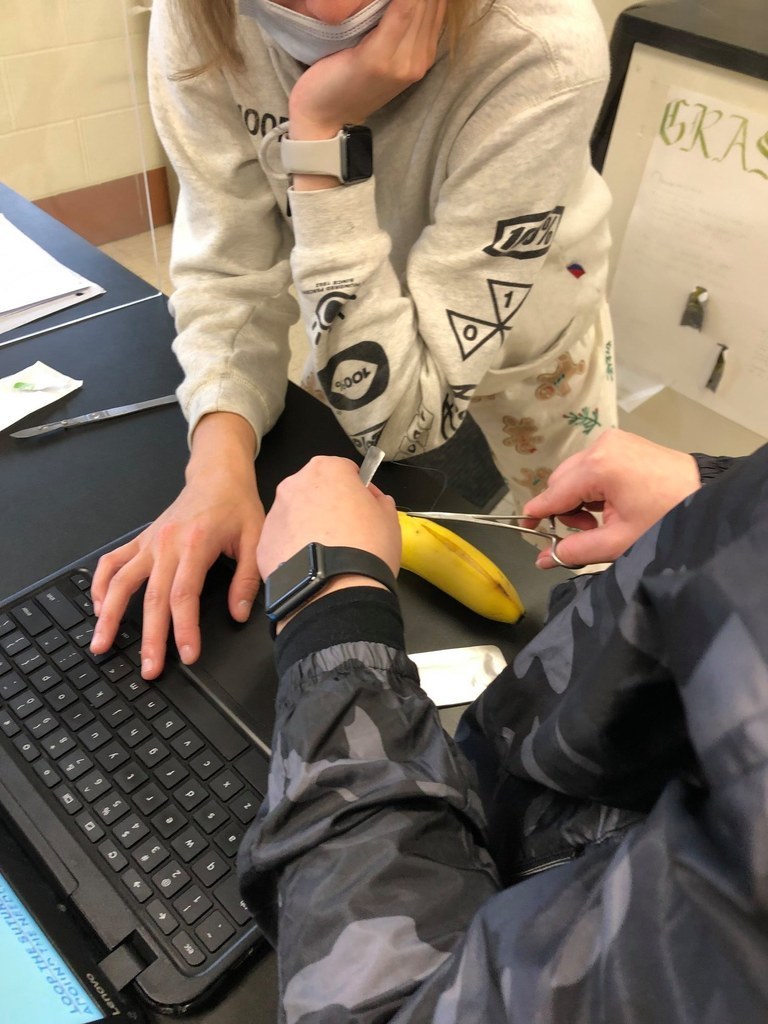Students dissecting a banana next to a laptop. 